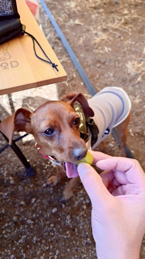 富士山愛で放題キャンプ♪ 井出トマト農園 富士高原農場 ファミリーキャンプ グループキャンプ フリーサイト まーささんのキャンプブログ CAMPiii（キャンピー） -キャンプ専用SNS キャンプのすべてがここに集まる-
