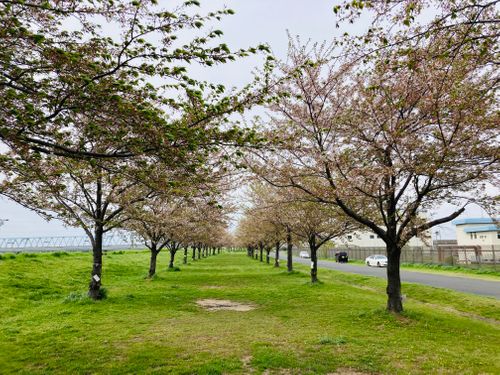 焚き逃げ許すまじ‼︎ 💢 柳原親水広場 FUNEさんのキャンプブログ CAMPiii（キャンピー） -キャンプ専用SNS キャンプのすべてがここに集まる-
