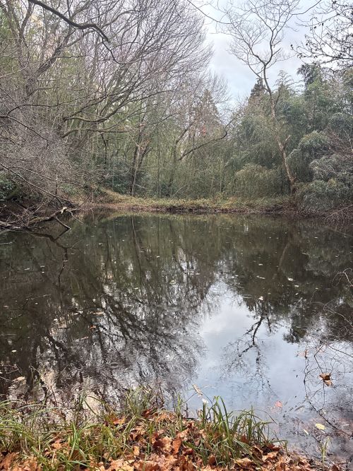 🎊新規キャンプ場オープン🎉🎉🎉 紫星の森 Oniyomeさんのキャンプブログ CAMPiii（キャンピー） -キャンプ専用SNS キャンプのすべてがここに集まる-