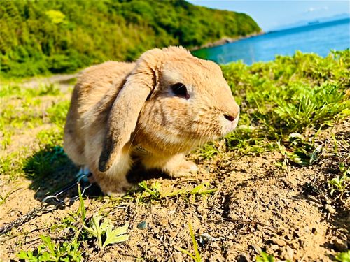 ワクワク絶景海浜おじおばうさキャン△ in 田ノ浦キャンプ場 〜 CAMP NO.191 田ノ浦キャンプ場 ファミリーキャンプ グループキャンプ フリーサイト おじキャン△さんのキャンプブログ CAMPiii（キャンピー） -キャンプ専用SNS キャンプのすべてがここに集まる-