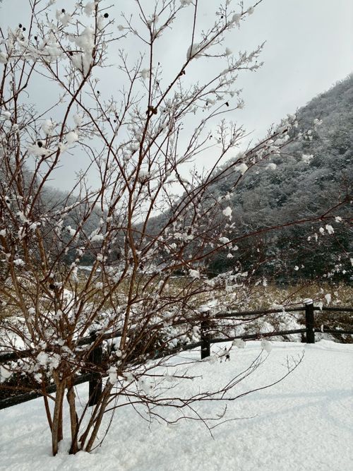 妻の読みは素晴らしい！友人家族と2026年キャンプ初め♪ 鮎の里公園キャンプ場 ファミリーキャンプ グループキャンプ 区画サイト Como_outdoorさんのキャンプブログ CAMPiii（キャンピー） -キャンプ専用SNS キャンプのすべてがここに集まる-