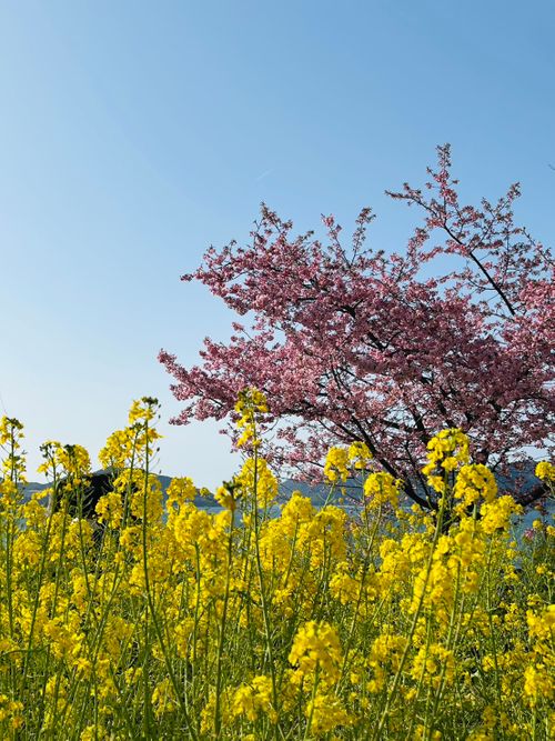 毎年恒例のグルキャン🏕️ 笠戸島家族旅行村 グループキャンプ Kurikko-tomoさんのキャンプブログ CAMPiii（キャンピー） -キャンプ専用SNS キャンプのすべてがここに集まる-