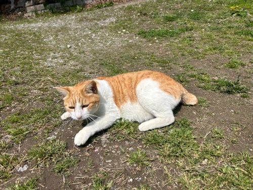 春うらら。千葉にゃんこ王国(^^) 花はなの里 グループキャンプ 区画サイト KOBApapaさんのキャンプブログ CAMPiii（キャンピー） -キャンプ専用SNS キャンプのすべてがここに集まる-