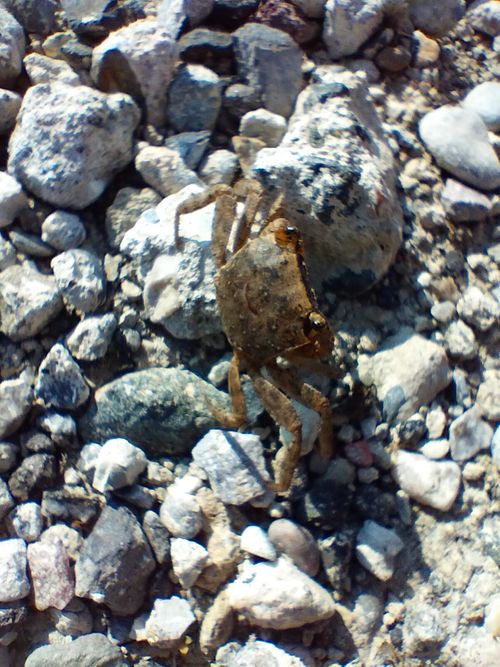 また釣りキャン 浜オートキャンプ場 ソロキャンプ 区画サイト たかたかぽんたさんのキャンプブログ CAMPiii（キャンピー） -キャンプ専用SNS キャンプのすべてがここに集まる-