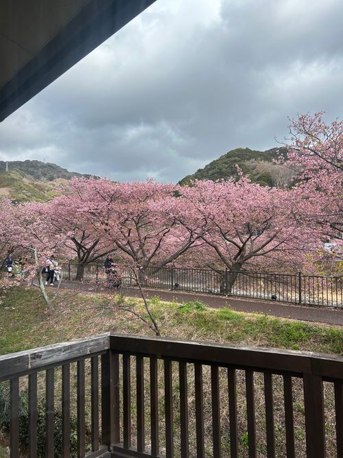 花見キャンプのはずなのに🤔 伊豆キャンパーズヴィレッジ ソロキャンプ フリーサイト Genさんのキャンプブログ CAMPiii（キャンピー） -キャンプ専用SNS キャンプのすべてがここに集まる-