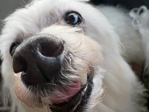 CAMPiii（キャンピー） ちろ犬さんのキャンプブログ プロローグ　遠征の旅再始動！今回は中国地方に行ってきます〜 三重県