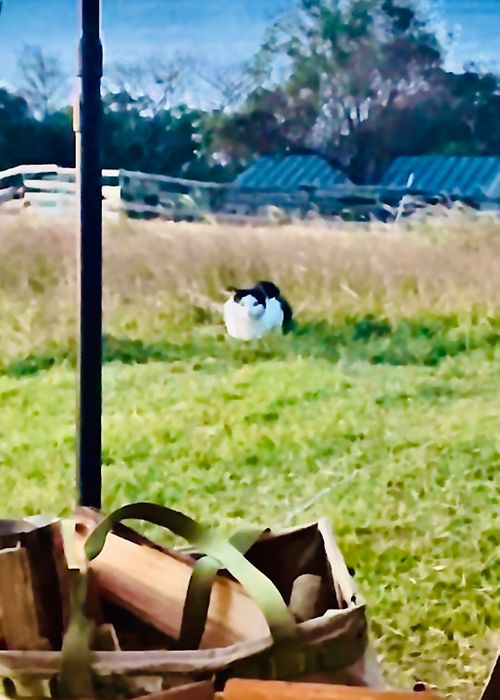 お初の長崎県⛺️絶景を求めおじうさキャン△ in 中瀬草原キャンプ場 〜 CAMP NO.162 中瀬草原キャンプ場 ソロキャンプ ファミリーキャンプ フリーサイト おじキャン△さんのキャンプブログ CAMPiii（キャンピー） -キャンプ専用SNS キャンプのすべてがここに集まる-