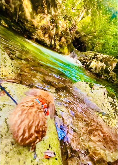 暑い夏に…涼を求めて…渓谷のキャンプ場へおじおばうさキャン△ in 匹見峡レストパーク 〜 CAMP NO.148 匹見峡レストパーク ファミリーキャンプ グループキャンプ 区画サイト おじキャン△さんのキャンプブログ CAMPiii（キャンピー） -キャンプ専用SNS キャンプのすべてがここに集まる-