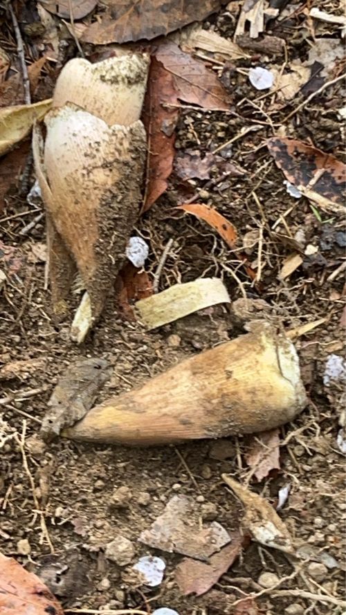 CAMPiii（キャンピー） かつ丼さんのキャンプブログ 先客　満員御礼 