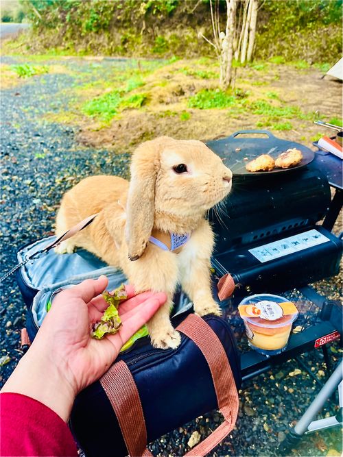 『笑門来福』笑って過ごそう♫福笑いおじおばうさキャン△ in ONDCAMP 〜 CAMP NO.179 OND CAMP ファミリーキャンプ グループキャンプ フリーサイト おじキャン△さんのキャンプブログ CAMPiii（キャンピー） -キャンプ専用SNS キャンプのすべてがここに集まる-