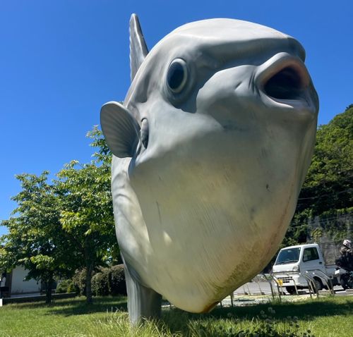 マンボウからクジラへ🏍️ くじらロックキャンプ場 ソロキャンプ グループキャンプ Aoさんのキャンプブログ CAMPiii（キャンピー） -キャンプ専用SNS キャンプのすべてがここに集まる-