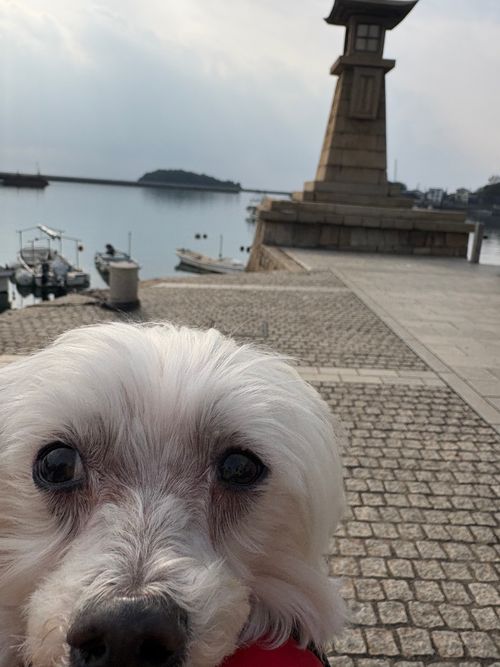 第91話　広島県は離島に行く！ Island Camp 百島 ソロキャンプ 区画サイト ちろ犬さんのキャンプブログ CAMPiii（キャンピー） -キャンプ専用SNS キャンプのすべてがここに集まる-