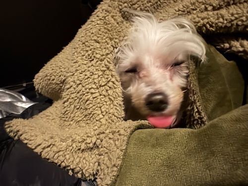 CAMPiii（キャンピー） ちろ犬さんのキャンプブログ 第92話　尾道ラーメンからの観光しながら島根に向かうー　話数的には92話なんだけど、これが100記事目になるのだー 平田森林公園キャンプ場