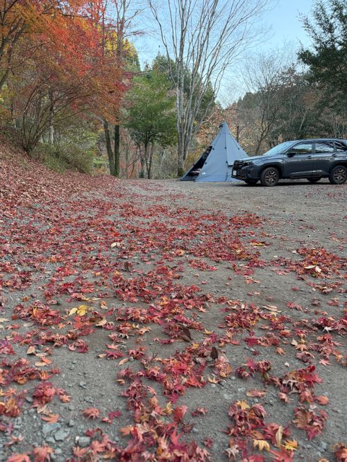 九州伊勢えびキャンプ🦞̥@紅葉観に行こーよ🍁 阿蘇レインボーバレー ファミリーキャンプ オートサイト ぐうたら夫婦さんのキャンプブログ CAMPiii（キャンピー） -キャンプ専用SNS キャンプのすべてがここに集まる-