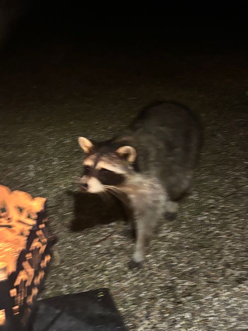 TOP画を『タヌキ』にしたら、メインがなくなるので『桜』にする！ くつわ池自然公園キャンプ場 ソロキャンプ フリーサイト とのさんのキャンプブログ CAMPiii（キャンピー） -キャンプ専用SNS キャンプのすべてがここに集まる-