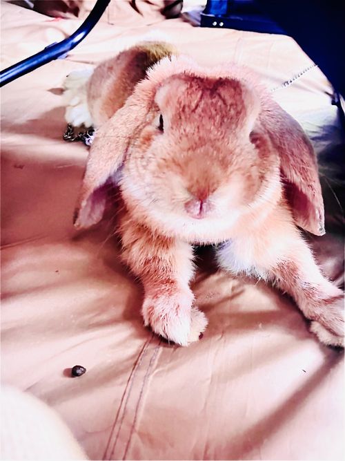 8/7は《キャンプ記念日⛺️》夏の想い出おじ🐰キャン△ in 阿武川温泉公園 〜 CAMP NO.206 萩阿武川温泉公園（キャンプ可） ソロキャンプ ファミリーキャンプ フリーサイト おじキャン△さんのキャンプブログ CAMPiii（キャンピー） -キャンプ専用SNS キャンプのすべてがここに集まる-