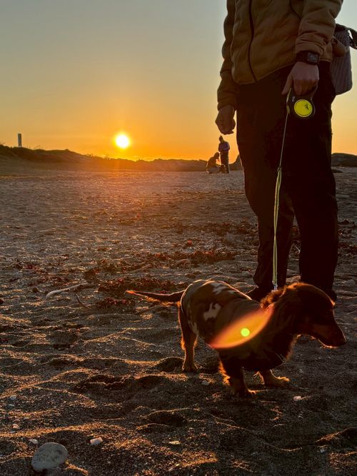 恒例の新春ファミキャン！ THE DOG DEPT GARDEN RESORT-安房白浜- ファミリーキャンプ グループキャンプ 区画サイト まーささんのキャンプブログ CAMPiii（キャンピー） -キャンプ専用SNS キャンプのすべてがここに集まる-
