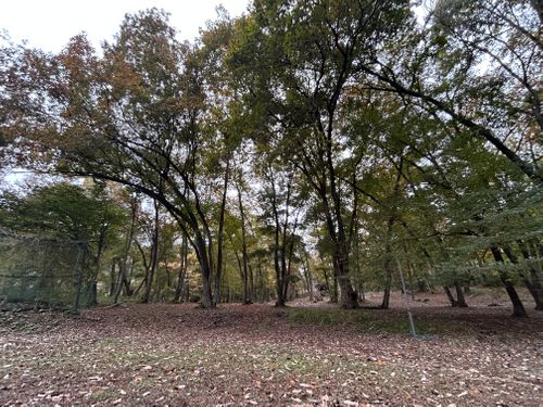 ハンモックの聖地でのんびりソロ＋ソロ 月尾根自然の森キャンプ場 ソロキャンプ グループキャンプ フリーサイト KOBApapaさんのキャンプブログ CAMPiii（キャンピー） -キャンプ専用SNS キャンプのすべてがここに集まる-