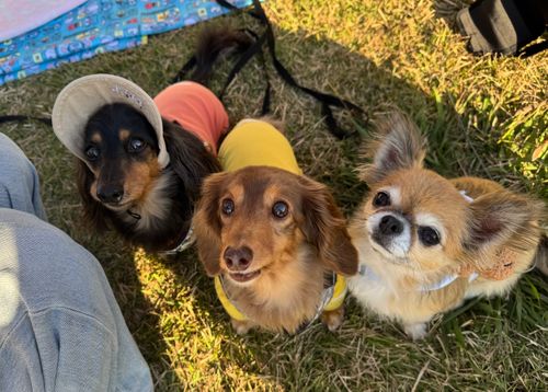 CAMPiii(キャンピー) 友希たろうさんのキャンプブログ 新人(犬)登場