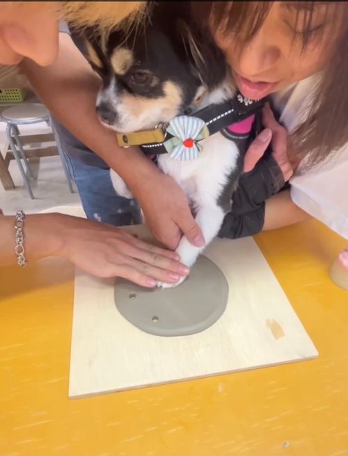 夏の家族旅行 feat. さくら(🐶) Mahoraキャンプ場 ファミリーキャンプ Kojiさんのキャンプブログ CAMPiii（キャンピー） -キャンプ専用SNS キャンプのすべてがここに集まる-
