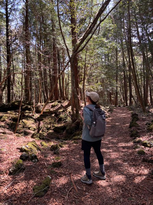 キャンプ解禁🎉＆乾杯🍻青木ヶ原樹海を歩く!? 「フラット登山」第2弾 DOTEKAGE CAMP GROUND 区画サイト Jimko☆さんのキャンプブログ CAMPiii（キャンピー） -キャンプ専用SNS キャンプのすべてがここに集まる-