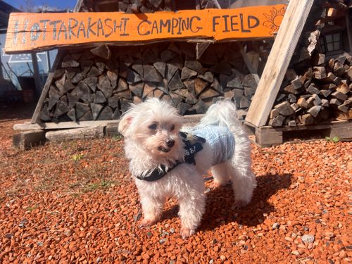 第83話  ほったらかしキャンプ場やっとこさ来れた〜 ほったらかしキャンプ場 ソロキャンプ 区画サイト ちろ犬さんのキャンプブログ CAMPiii(キャンピー) -キャンプ専用SNS キャンプのすべてがここに集まる-