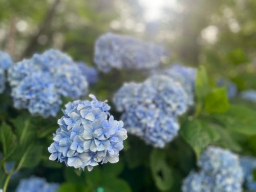 CAMPiii(キャンピー) マツさんのキャンプブログ まだまだ紫陽花の咲く恐羅漢エコロジーキャンプ場 恐羅漢エコロジーキャンプ場