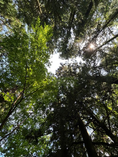 新緑キャンプ🏕 椿荘オートキャンプ場 ソロキャンプ 区画サイト Genさんのキャンプブログ CAMPiii（キャンピー） -キャンプ専用SNS キャンプのすべてがここに集まる-