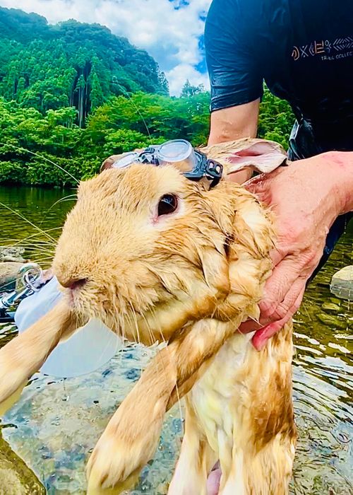 8/7は《キャンプ記念日⛺️》夏の想い出おじ🐰キャン△ in 阿武川温泉公園 〜 CAMP NO.206 萩阿武川温泉公園（キャンプ可） ソロキャンプ ファミリーキャンプ フリーサイト おじキャン△さんのキャンプブログ CAMPiii（キャンピー） -キャンプ専用SNS キャンプのすべてがここに集まる-