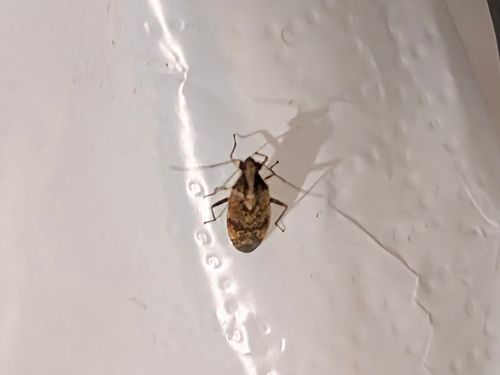 キャンプからのはしご。 大阪府 ソロキャンプ フリーサイト ぞのさんさんのキャンプブログ CAMPiii（キャンピー） -キャンプ専用SNS キャンプのすべてがここに集まる-