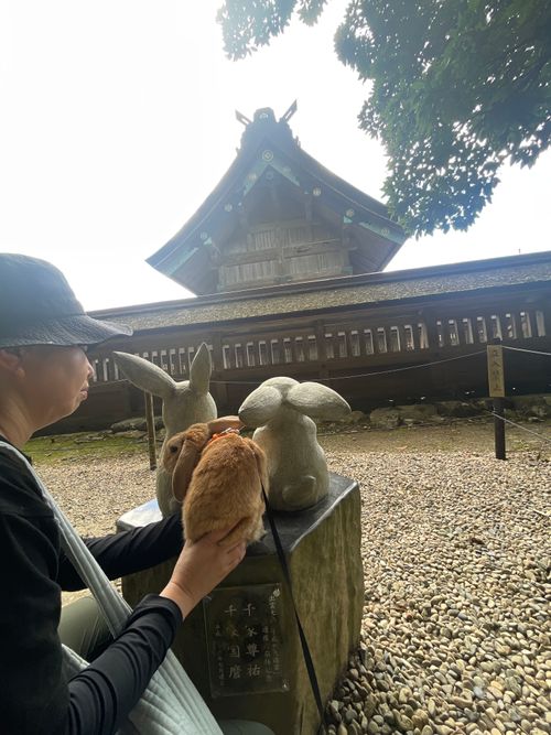神在月に神の遣い《きなこ》と一緒に…出雲参拝おじおばうさキャン△ in 夢の森うさぎキャンプ場 〜 CAMP NO. うさぎ森林公園 夢の森うさぎ ファミリーキャンプ グループキャンプ 区画サイト おじキャン△さんのキャンプブログ CAMPiii(キャンピー) -キャンプ専用SNS キャンプのすべてがここに集まる-