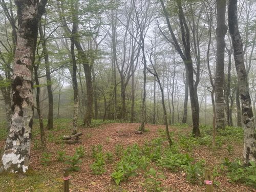 GW突入キャンプ ソロキャンプ フリーサイト まっつんさんのキャンプブログ CAMPiii（キャンピー） -キャンプ専用SNS キャンプのすべてがここに集まる-