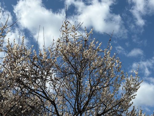 お気に入りのギアを持ってキャンプする時ってにまにましちゃいますよね😊💕︎ ともえ川Park グループキャンプ フリーサイト ぷりんさんのキャンプブログ CAMPiii（キャンピー） -キャンプ専用SNS キャンプのすべてがここに集まる-