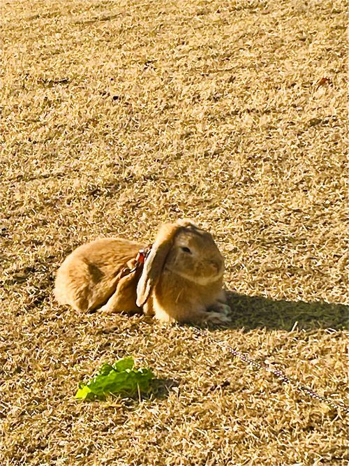 振替誕生日🎂を祝うおじおばうさキャン△ in 阿武川温泉公園 〜 CAMP NO. 萩阿武川温泉公園（キャンプ可） ファミリーキャンプ ソロキャンプ フリーサイト おじキャン△さんのキャンプブログ CAMPiii（キャンピー） -キャンプ専用SNS キャンプのすべてがここに集まる-
