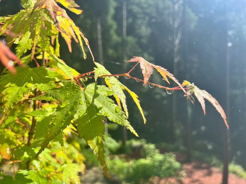 CAMPiii（キャンピー） ちあさんのキャンプブログ 雨の中の貸切グルキャン the veg out