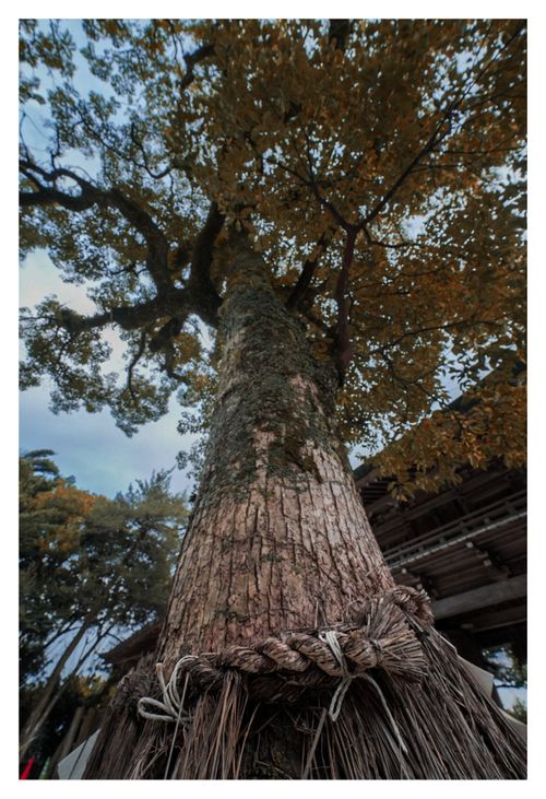 全国旅キャンプ第9弾の佐賀編 とりごえ温泉栖の宿キャンプ場 ソロキャンプ ファミリーキャンプ グループキャンプ 区画サイト オートサイト ENJOY THE OUTDOORSさんのキャンプブログ CAMPiii（キャンピー） -キャンプ専用SNS キャンプのすべてがここに集まる-