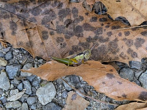 イチゴとイナゴとイチゴイチエ。 大阪府 ソロキャンプ オートサイト ぞのさんさんのキャンプブログ CAMPiii（キャンピー） -キャンプ専用SNS キャンプのすべてがここに集まる-