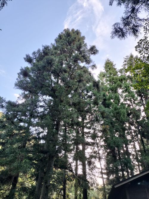 🎃ハロキャン🎃2025 御殿山キャンプ場 グループキャンプ ソロキャンプ フリーサイト オートサイト たかたかぽんたさんのキャンプブログ CAMPiii（キャンピー） -キャンプ専用SNS キャンプのすべてがここに集まる-