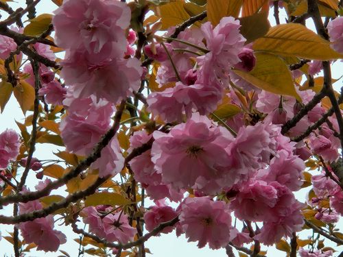 SBCMT009 神石高原 ティアガルテン グループキャンプ フリーサイト 三代目とっしぃさんのキャンプブログ CAMPiii（キャンピー） -キャンプ専用SNS キャンプのすべてがここに集まる-