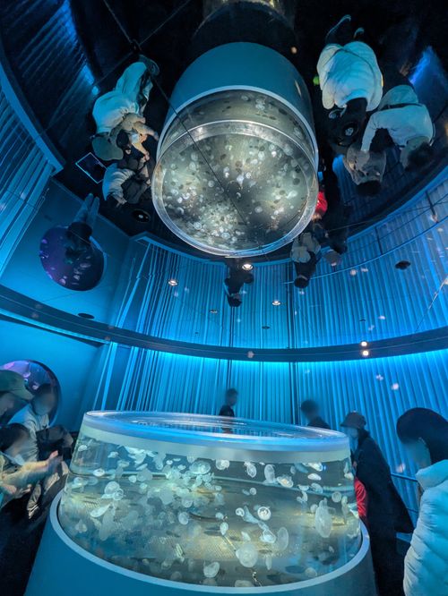 2025年締めキャンプ。ヤギと猫と魚と人生最高峰への決意。 ホシアカリ 波うち グループキャンプ 区画サイト NATSUさんのキャンプブログ CAMPiii（キャンピー） -キャンプ専用SNS キャンプのすべてがここに集まる-