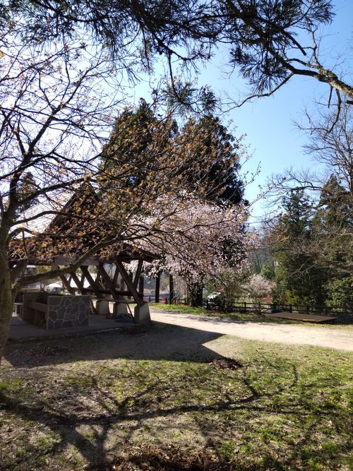 夏日！暑い暑い🥵 かみくの桃源郷 ソロキャンプ グループキャンプ 区画サイト マッサンさんのキャンプブログ CAMPiii（キャンピー） -キャンプ専用SNS キャンプのすべてがここに集まる-