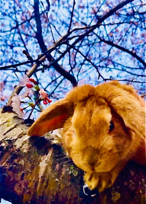 ひと足早い？お花見🌸おじおばうさキャン△ in 粟野川河川公園キャンプ場 〜 CAMP NO.182 粟野川河川公園 グループキャンプ ファミリーキャンプ 区画サイト おじキャン△さんのキャンプブログ CAMPiii（キャンピー） -キャンプ専用SNS キャンプのすべてがここに集まる-