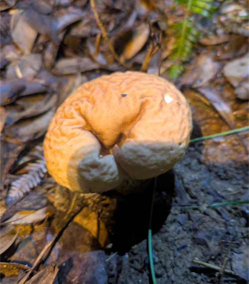 電車で行く🚃サウナキャンプ＆朝駆け登山の旅 Relax Village グループキャンプ 区画サイト NATSUさんのキャンプブログ CAMPiii（キャンピー） -キャンプ専用SNS キャンプのすべてがここに集まる-