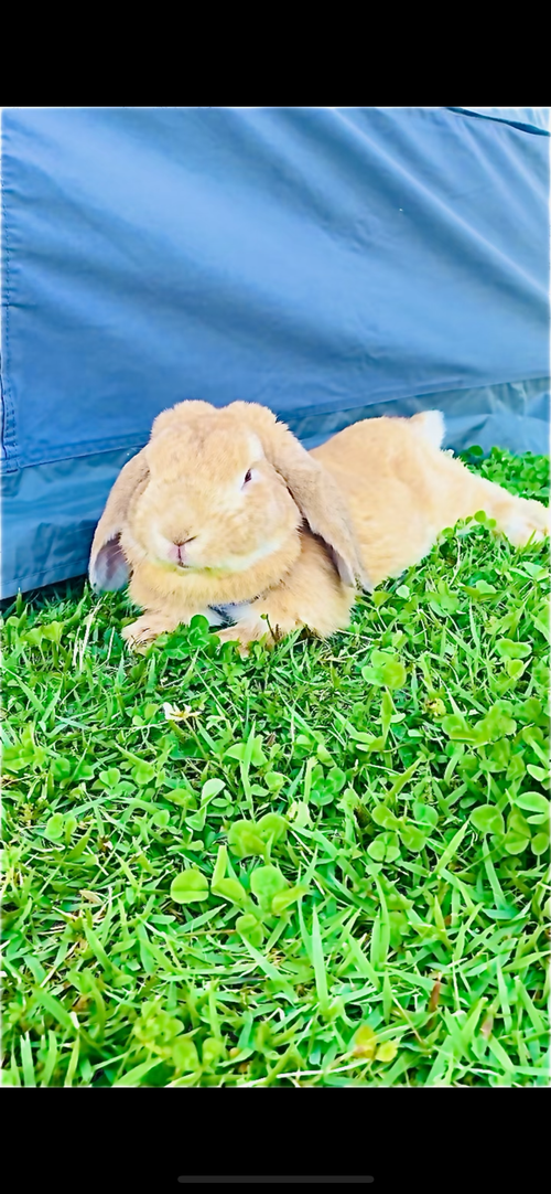 ようやく念願の&hellip;遺跡眺望おじおば🐰キャン△ in スノーピーク吉野ヶ里キャンプフィールド 〜 CAMP NO.196 ファミリーキャンプ グループキャンプ フリーサイト おじキャン△さんのキャンプブログ CAMPiii（キャンピー） -キャンプ専用SNS キャンプのすべてがここに集まる-