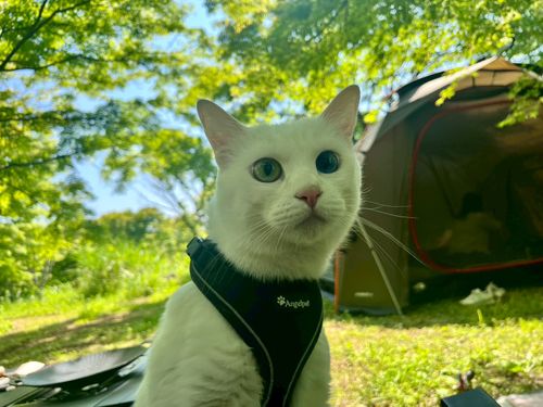 特に何もないんだけど、まったりデュオで猫の写真を撮ってきたよ ANOTHAPLACE ソロキャンプ グループキャンプ オートサイト 区画サイト ちあさんのキャンプブログ CAMPiii（キャンピー） -キャンプ専用SNS キャンプのすべてがここに集まる-