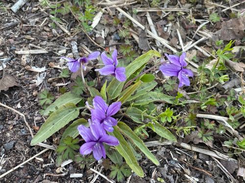 久しぶりのキャンプ🏕️ ファミリーキャンプ フリーサイト Shinさんのキャンプブログ CAMPiii（キャンピー） -キャンプ専用SNS キャンプのすべてがここに集まる-