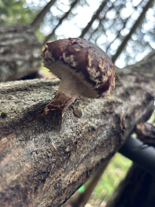 CAMPiii（キャンピー） とのさんのキャンプブログ きのこ🍄だからって，決してシモネタではございません ぼくのキャンプ場はなれ