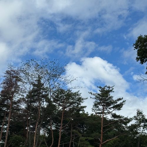 あのYnu Tuberさんのキャンプ場へ Twilight Forest【トワイライトフォレスト】 ソロキャンプ 区画サイト xiongmaoさんのキャンプブログ CAMPiii(キャンピー) -キャンプ専用SNS キャンプのすべてがここに集まる-