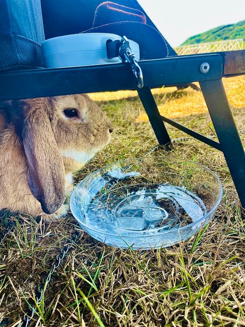 夏キャンプもそろそろ終わり？お盆明けのまた〜りおじ🐰キャン△ in 阿川ほうせんぐり海浜公園 〜 CAMP NO.208 阿川ほうせんぐり海浜公園 ソロキャンプ ファミリーキャンプ フリーサイト おじキャン△さんのキャンプブログ CAMPiii（キャンピー） -キャンプ専用SNS キャンプのすべてがここに集まる-