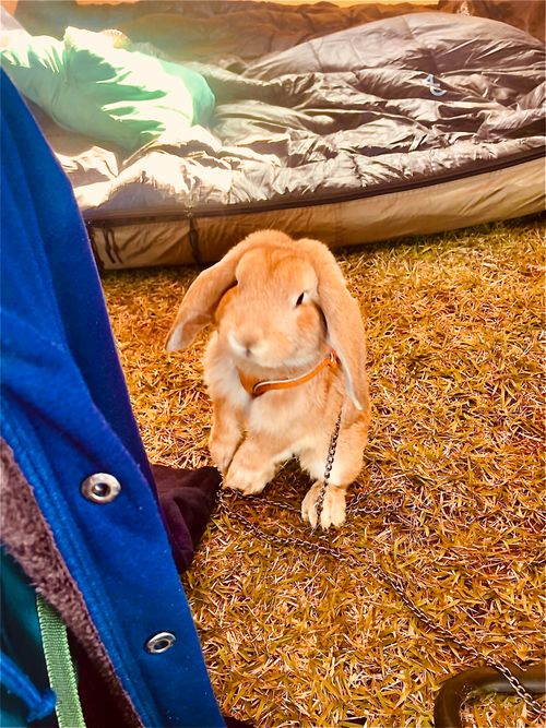 ちょっぴり寒くて予定外の？お籠りスタイルおじおばうさキャン△ in 阿川ほうせんぐり海浜公園 〜 CAMP NO.161 阿川ほうせんぐり海浜公園 ソロキャンプ ファミリーキャンプ グループキャンプ フリーサイト おじキャン△さんのキャンプブログ CAMPiii（キャンピー） -キャンプ専用SNS キャンプのすべてがここに集まる-